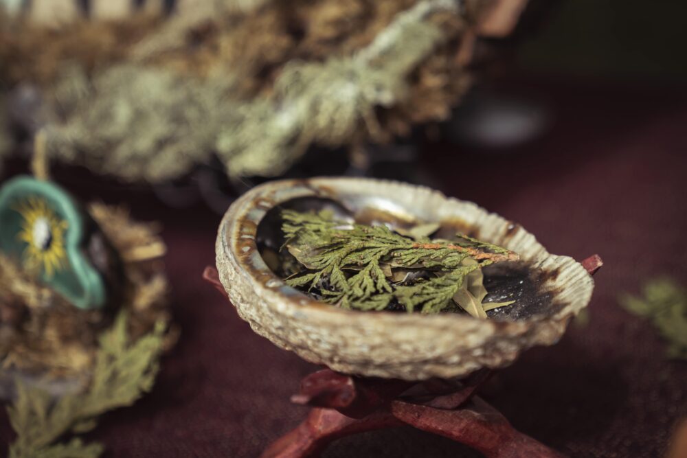 Bol en coquille d’ormeau contenant des feuilles de cèdre pour une cérémonie de purification, pratique culturelle autochtone en milieu urbain.