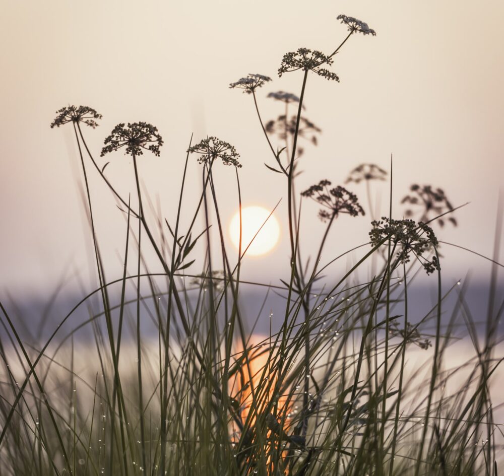 Herbes et fleurs sauvages en contre-jour avec le soleil couchant à l’horizon, créant une atmosphère naturelle et apaisante.