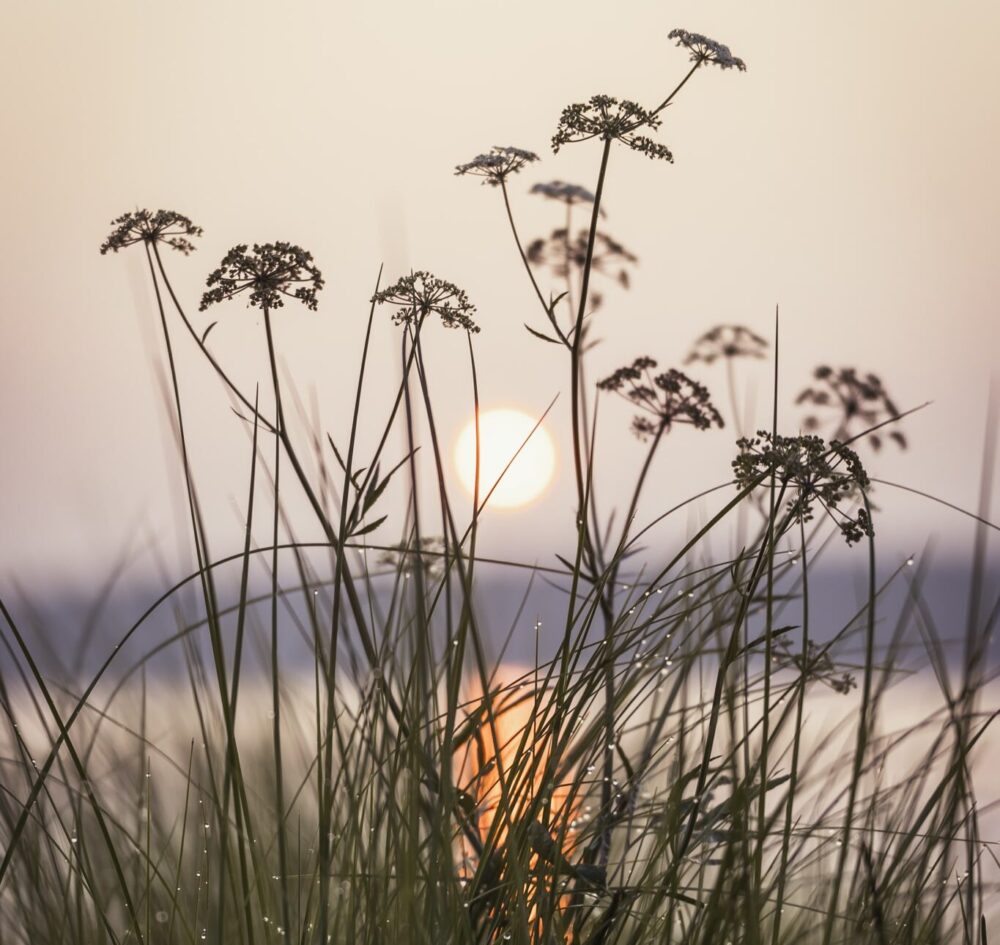 Herbes hautes et fleurs sauvages au bord de l’eau, avec le soleil couchant en arrière-plan.