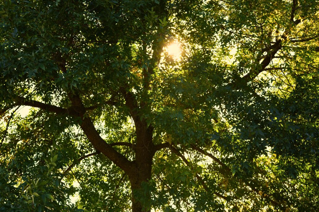 Rayons de soleil filtrant à travers les branches et le feuillage dense d’un arbre en été.