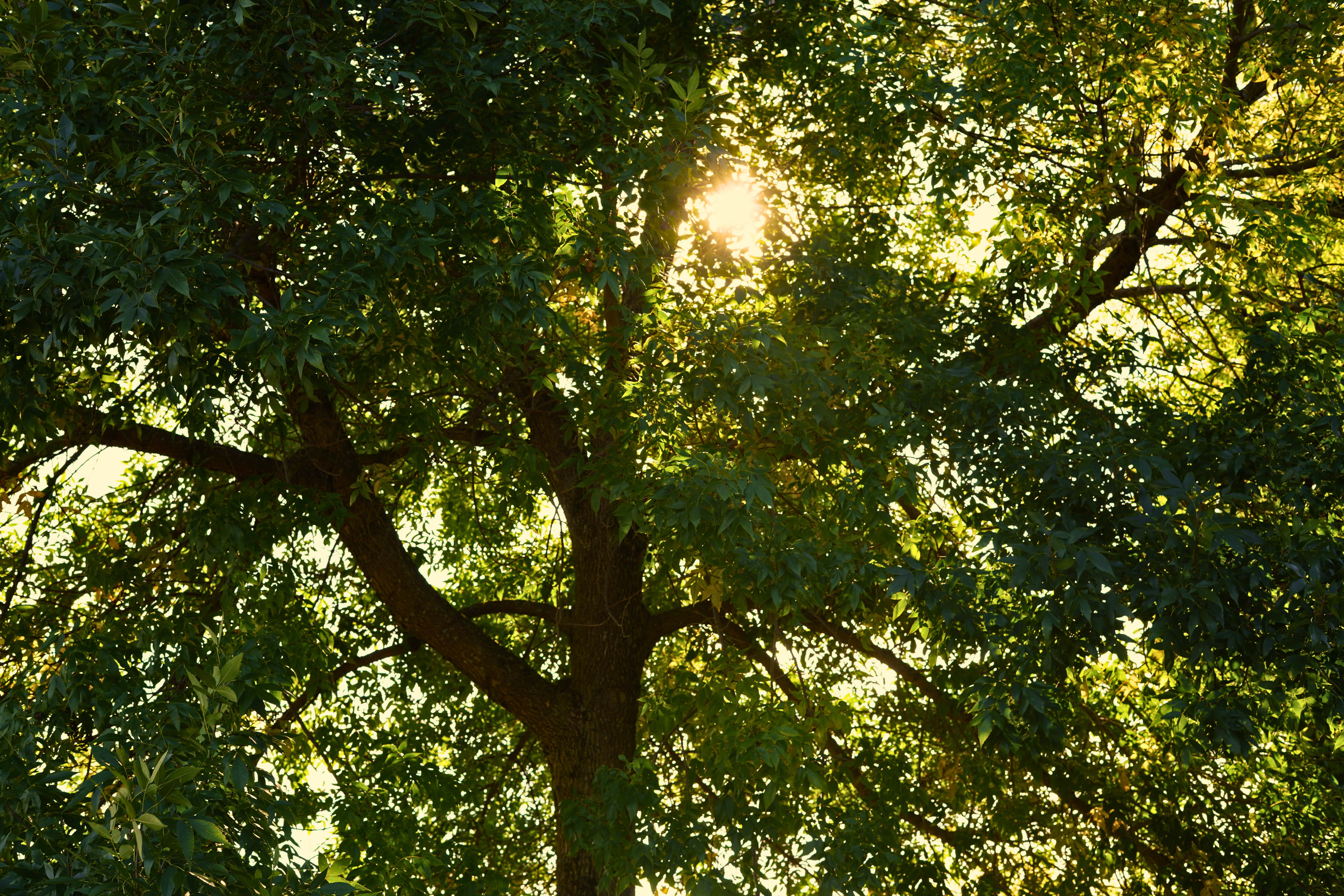 Rayons de soleil filtrant à travers les branches et le feuillage dense d’un arbre en été.