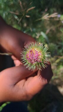 Main tenant une fleur sauvage épineuse avec des pétales violets en milieu naturel.