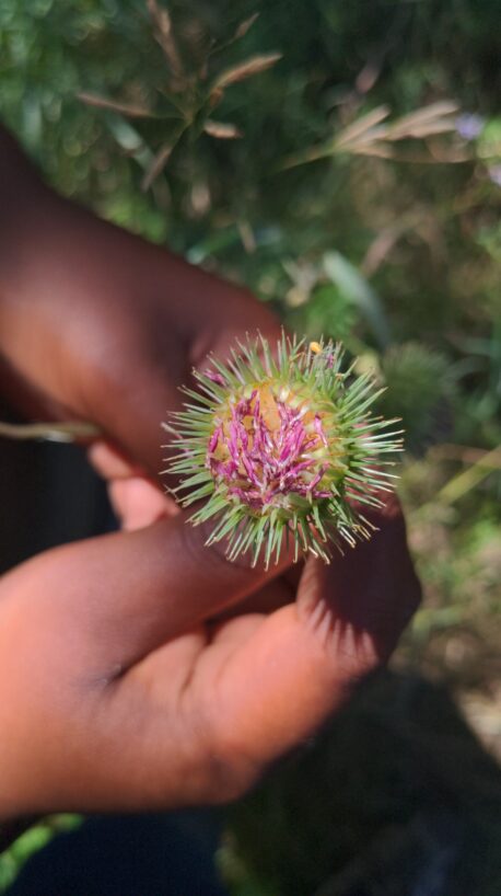 Main tenant une fleur sauvage épineuse avec des pétales violets en milieu naturel.