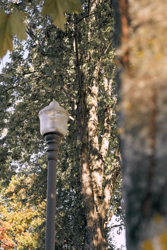 Lampadaire urbain devant un grand arbre en automne à Québec – Regroupement des centres d’amitié autochtones du Québec (RCAAQ)