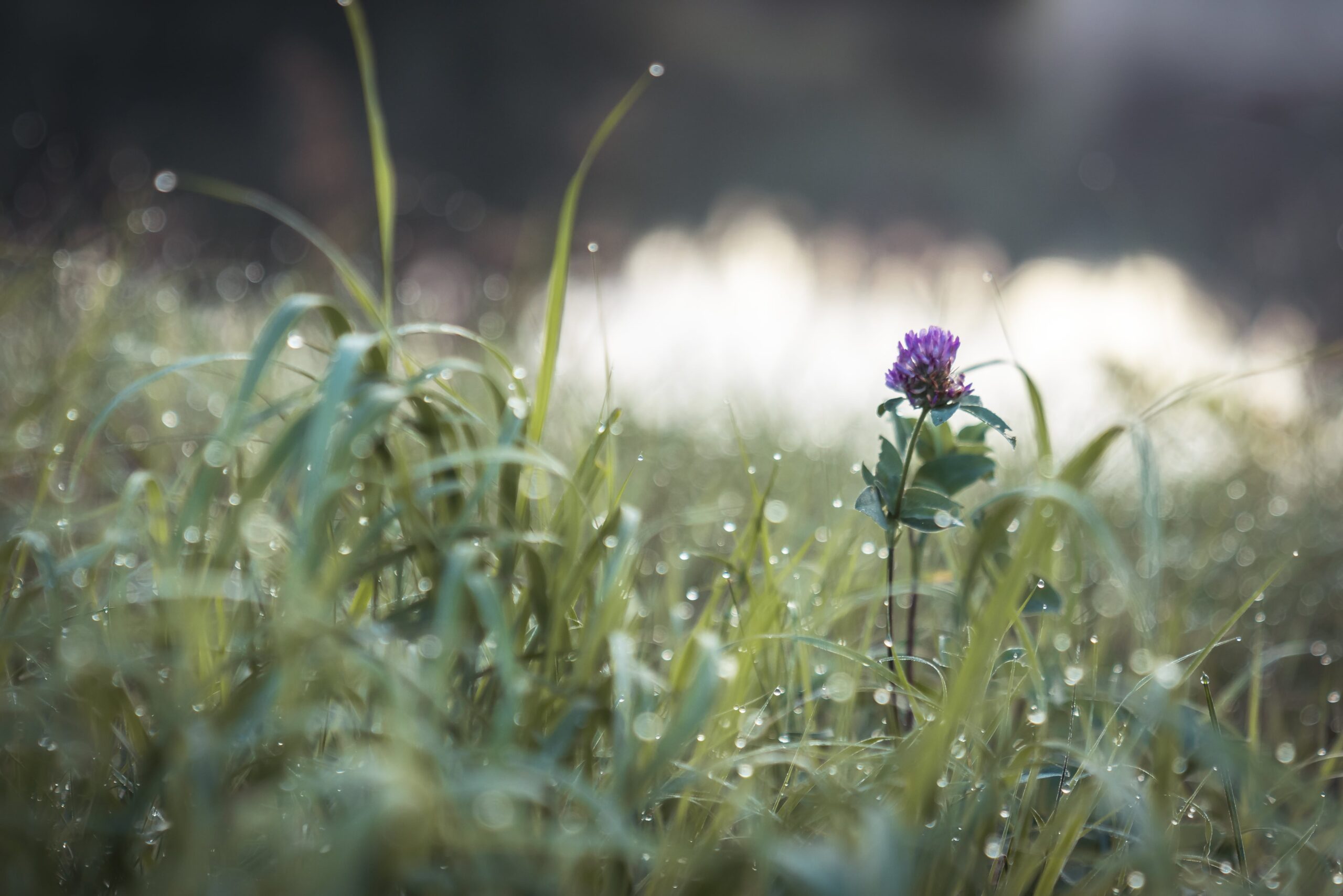 Fleur violette solitaire au milieu de hautes herbes couvertes de rosée