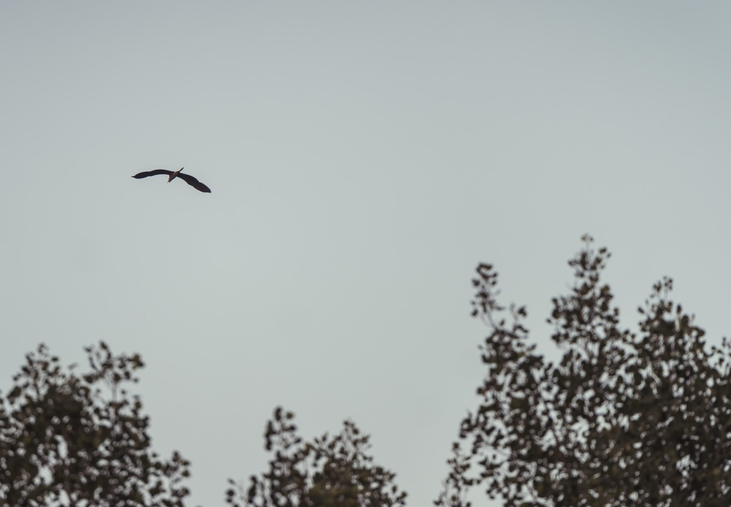 Oiseau en vol au-dessus de la cime des arbres sous un ciel gris