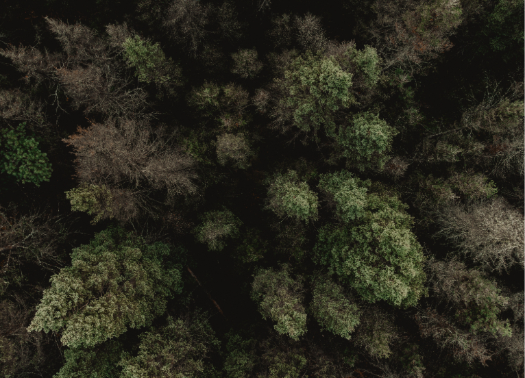 Forêt vue des airs